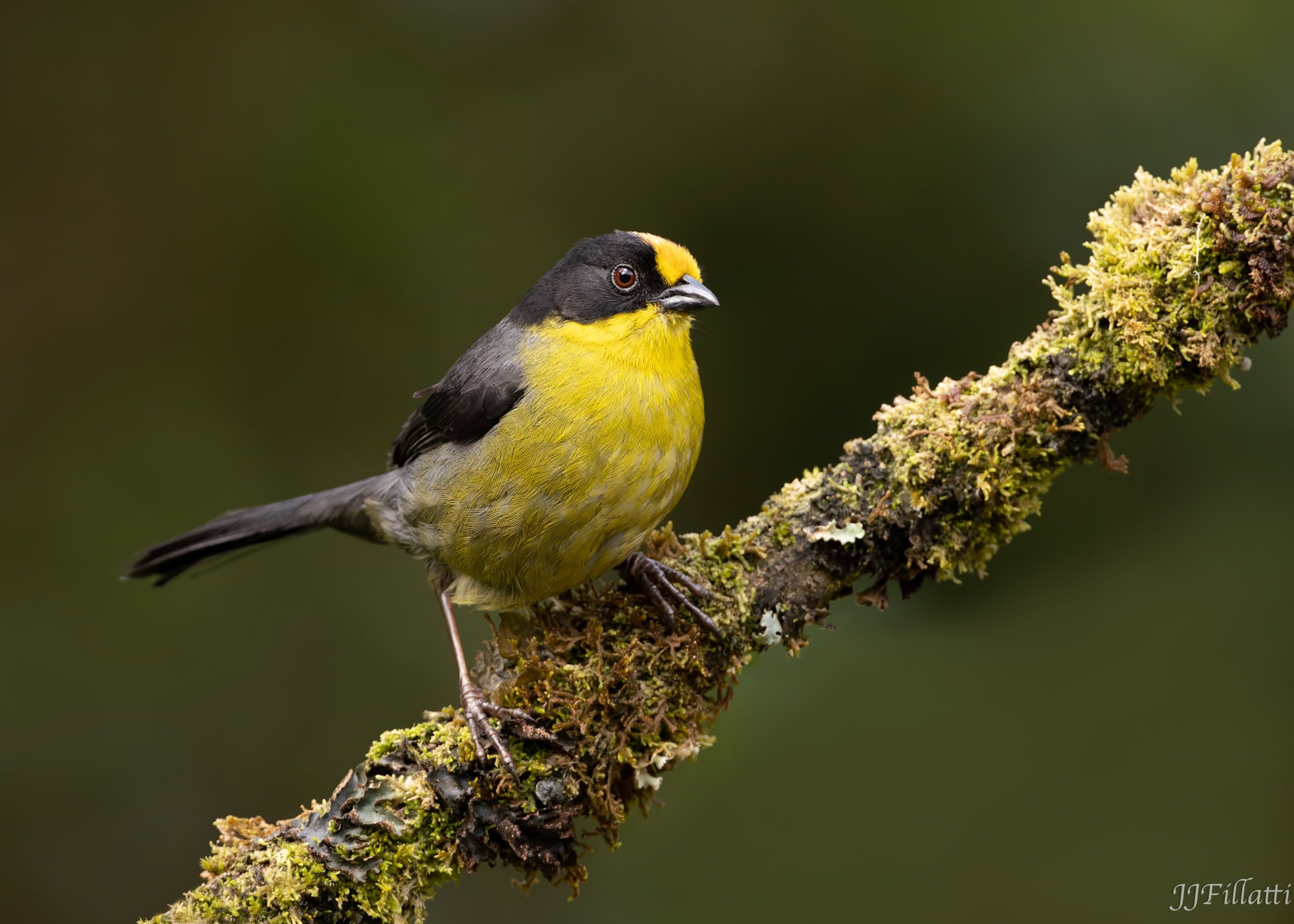 bird of colombia image 56